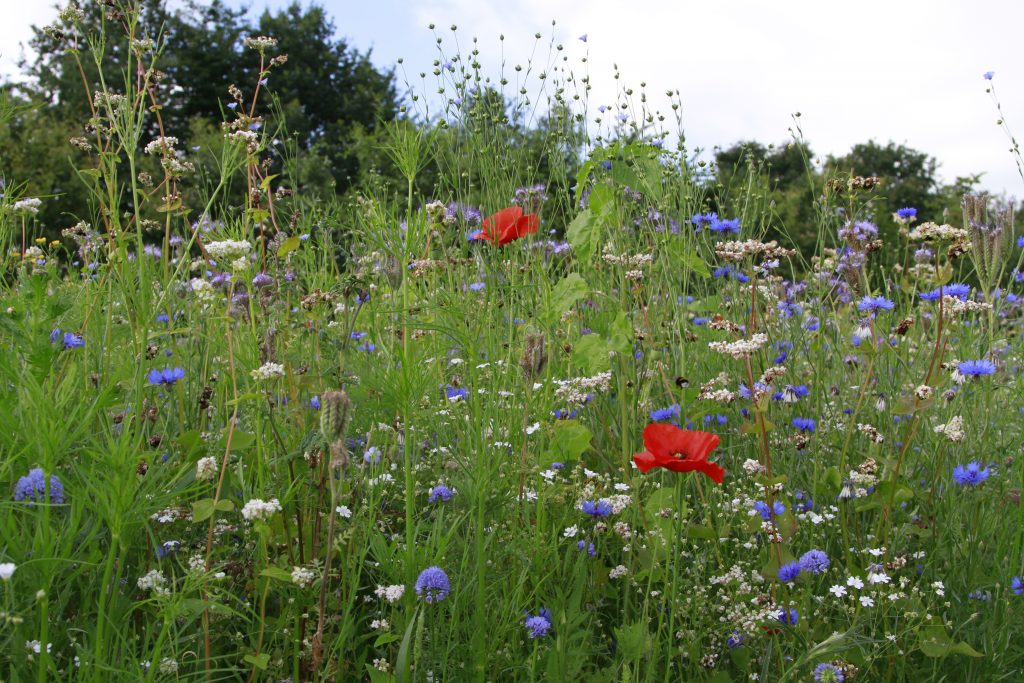 Bloemrijke akkerrand